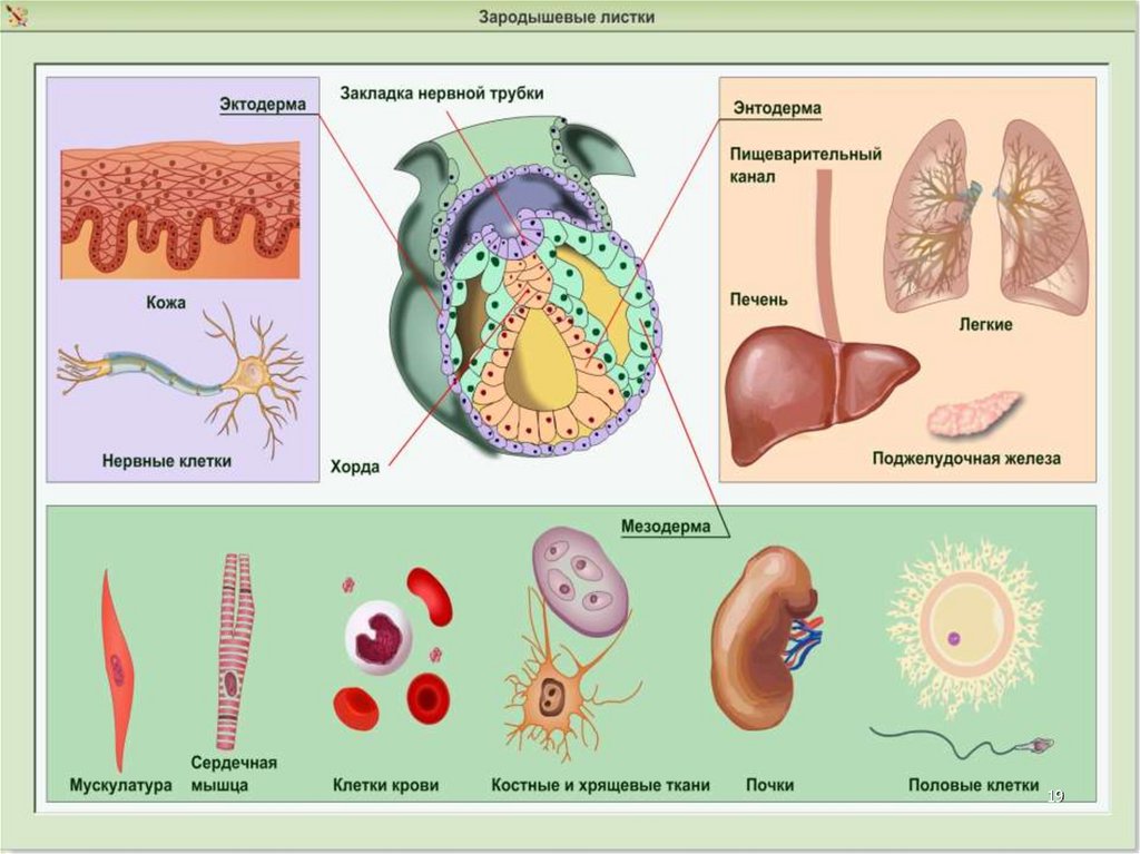 Зародышевые листки и органы рисунок. Энтодерма органы и ткани. Зародышевые листки и органы. Зародышевые листки человека. Зачатки органов зародыша и зародышевые листки.
