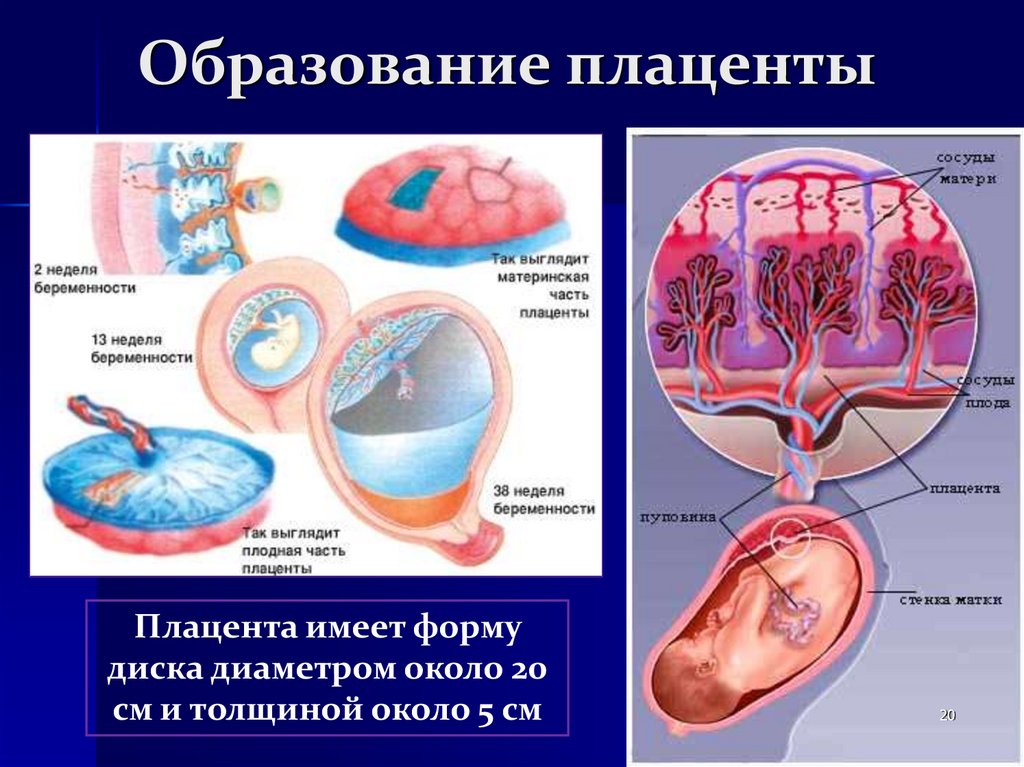 Матка сосуды плода плацента сосуды матери амнион рисунок