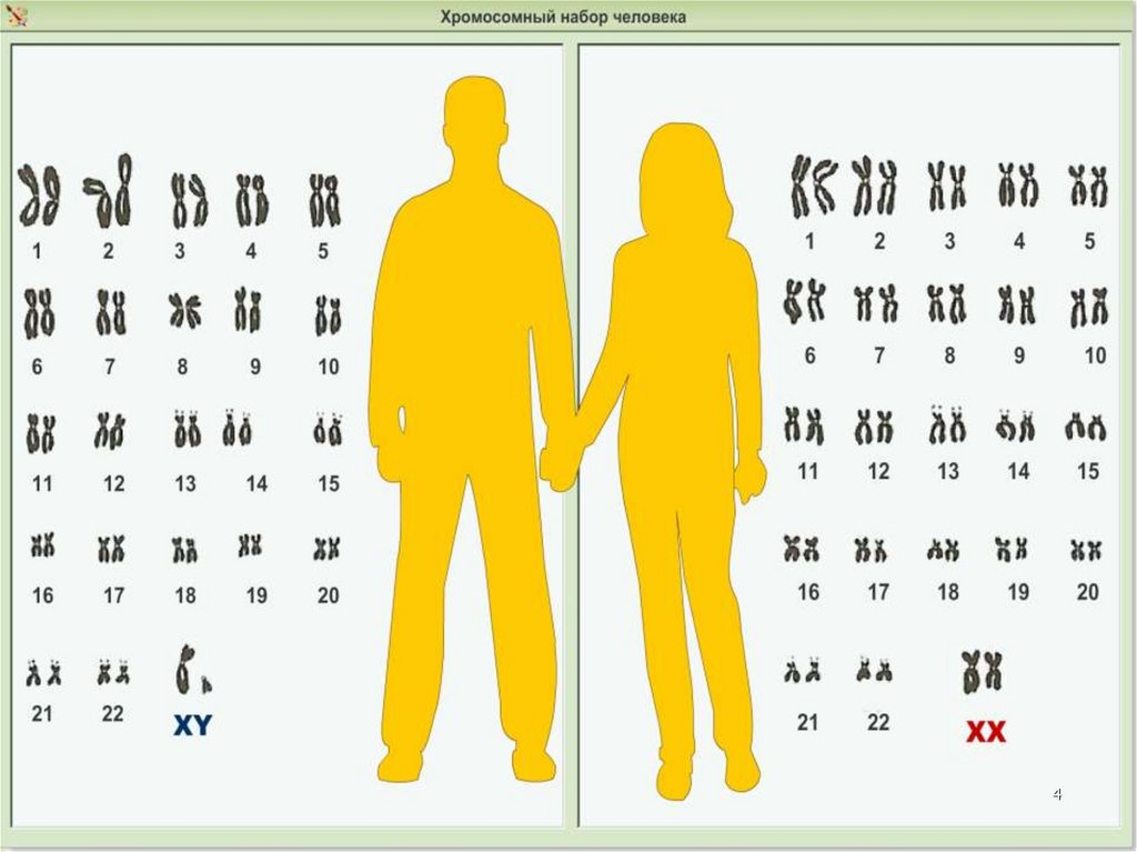 Хромосомный набор клеток мужчин. Хромосомный набор человека. Набор хромосом у человека. Хромомсомныйнабор человека. Наборихромосом человека.