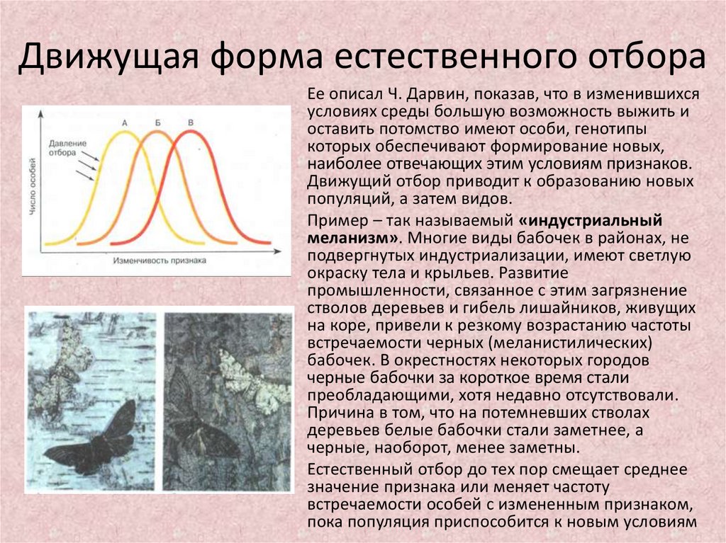 Примеры движущего отбора. Значение движущего отбора. К чему приводит движущий отбор. Движущий отбор кратко. Примеры движущего отбора в природе.