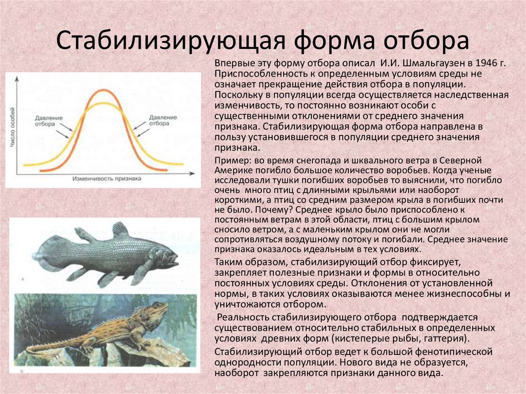 Примеры движущего и стабилизирующего отбора