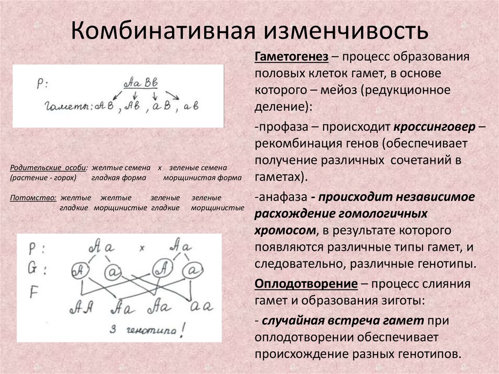 В результате взаимодействия движущих сил эволюции происходит