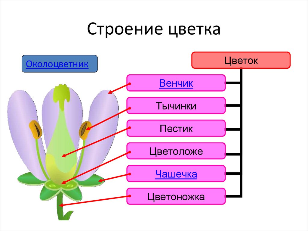 Интеллект карта строение цветка