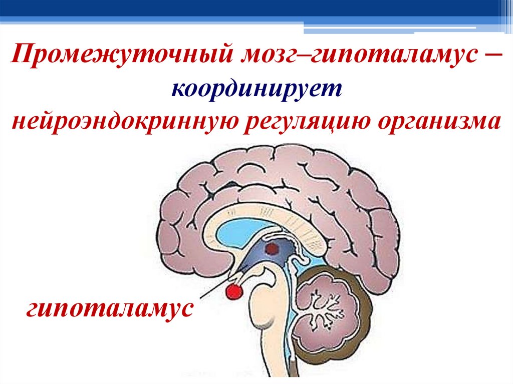 Передний мозг центр регуляции. Промежуточный отдел головного мозга. Промежуточный мозг гипоталамус. Промежуточный мозг регуляция. Центры промежуточного мозга.