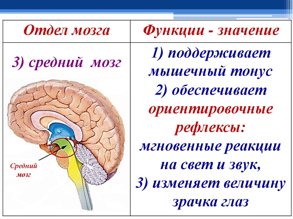 Головной мозг презентация