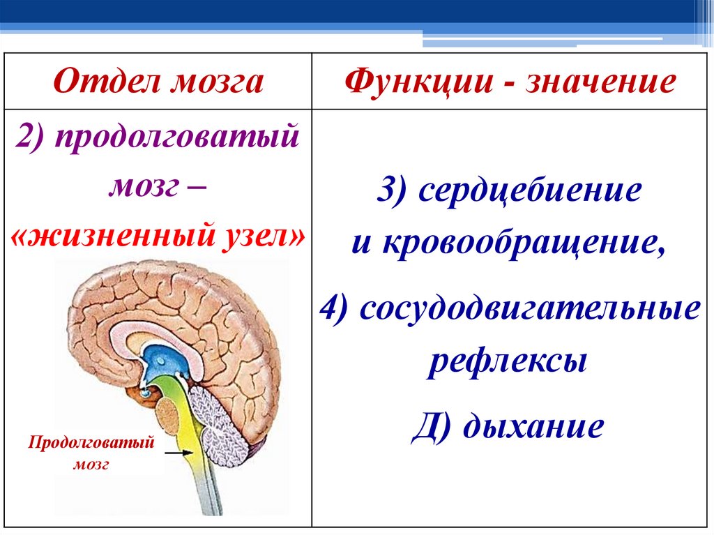 Функции среднего мозга 8 класс биология. Функции отделов головного мозга. Функции отделов головного мозга птиц. Значение отделов головного мозга. Строение задних отделов головного мозга.