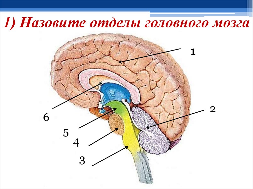 Рассмотрите схему строения головного мозга и расшифруйте обозначенные цифрами структурные элементы