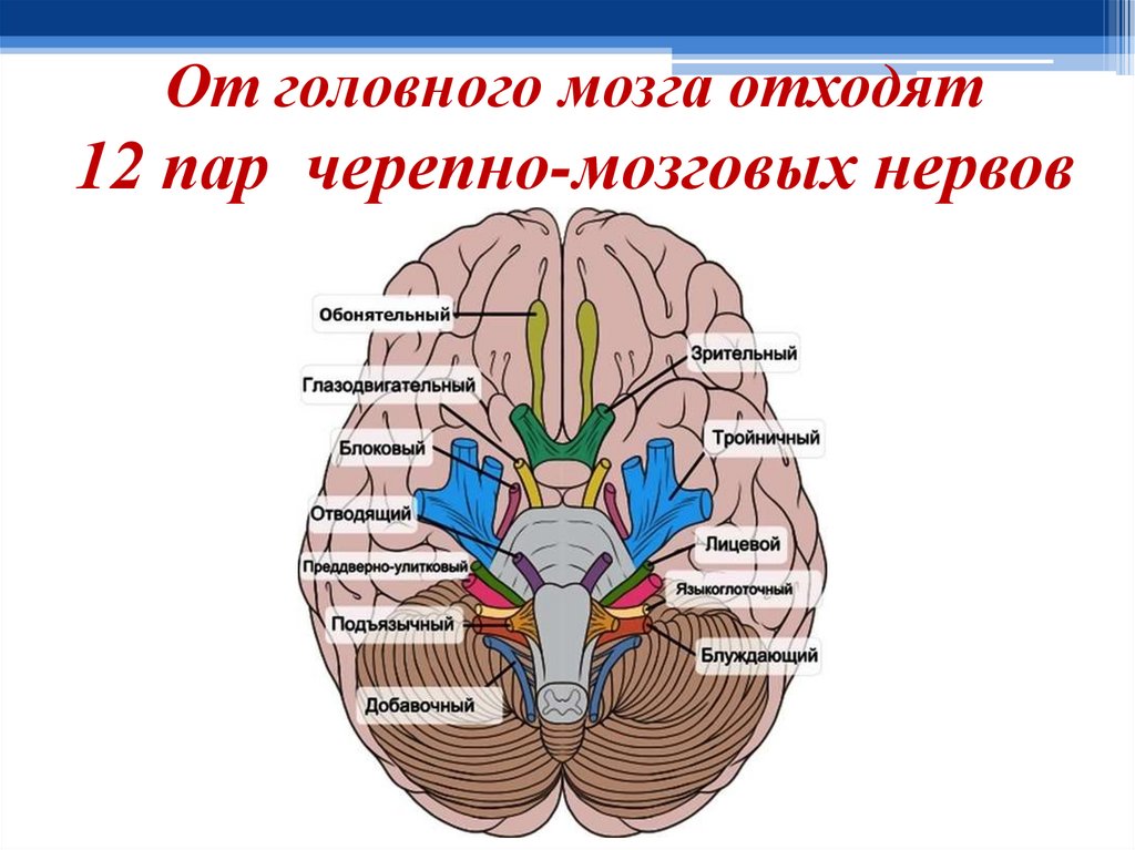 Структура черепно мозговых нервов. 12 Пар черепных мозговых нервов. Головной мозг 12 пар черепно мозговых нервов. Выход 12 пар черепно-мозговых нервов. Ядра 12 черепных нервов.