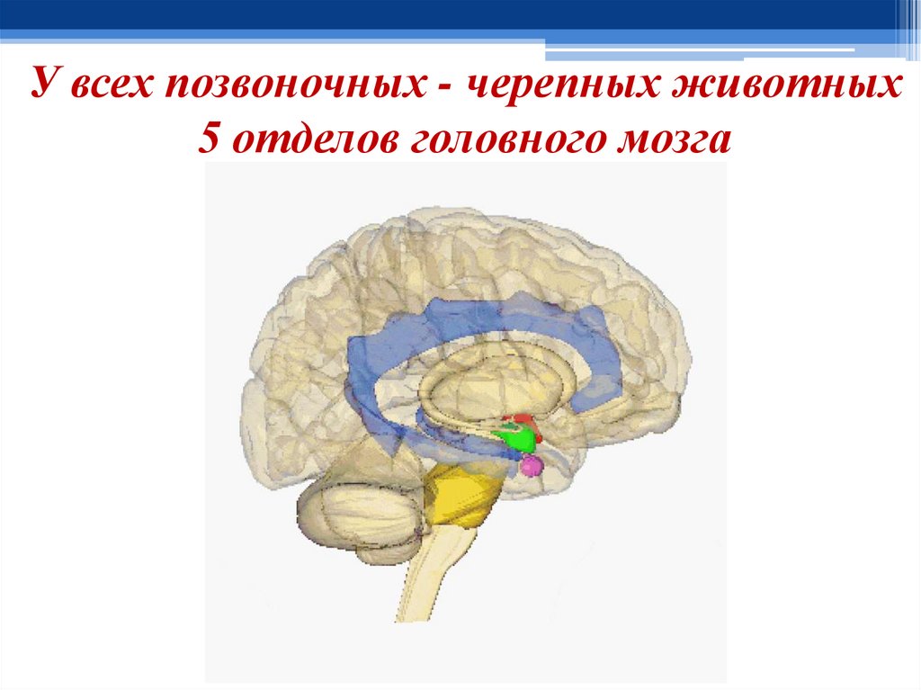 Какие отделы головного мозга помогают мозжечку. Отделы головного мозга презентация. Отдел головного мозга позвоночного животного мозжечок. Отделы головного мозга кт. Внутричерепной отдел 5.