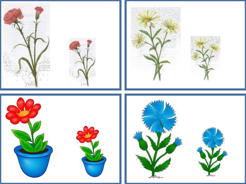 Как растет цветок для дошкольников
