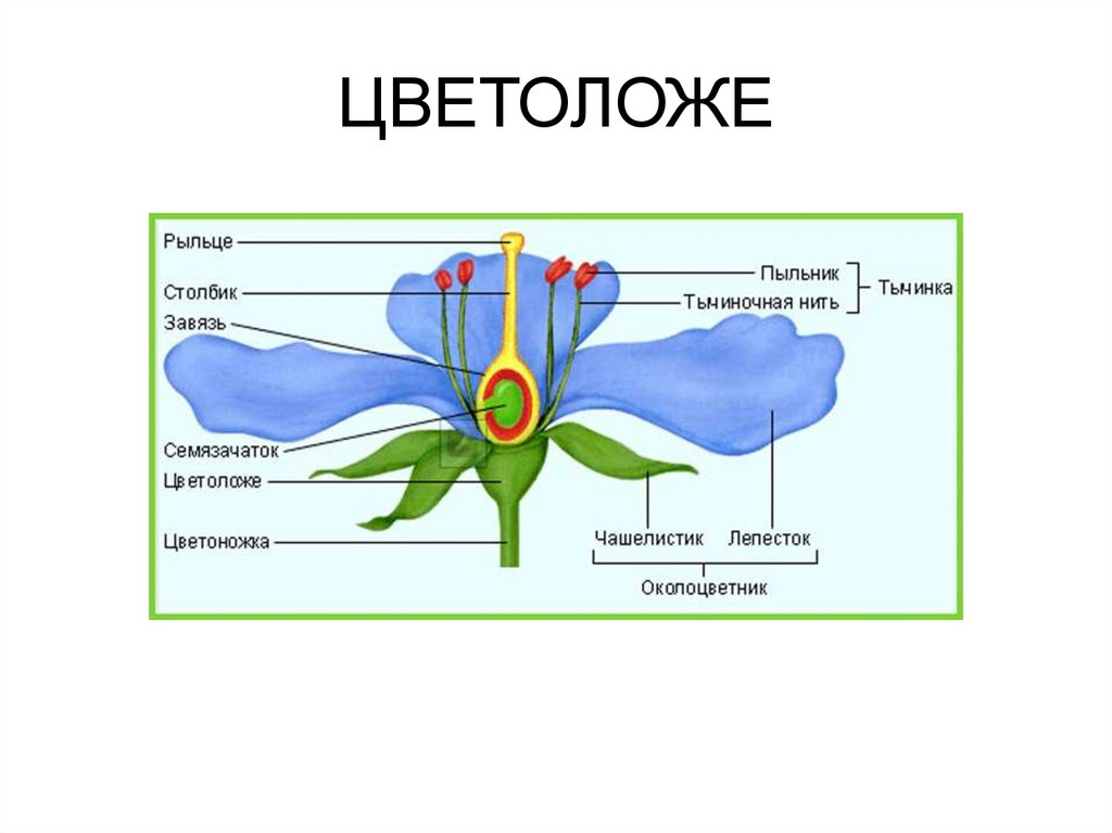 Покажите стрелками и подпишите на рисунке