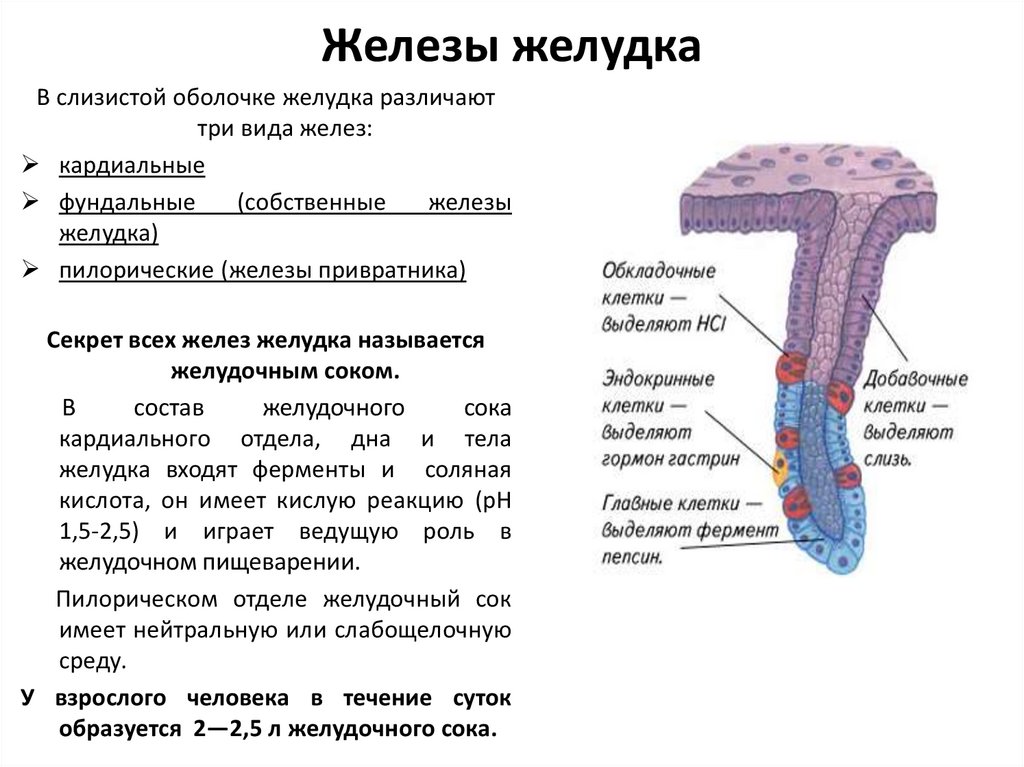 Слизистая оболочка желудка содержит. Железы слизистой оболочки желудка функции. Железы желудка их функции и строение. Строение собственной железы желудка. Жеоезы жкоуока.