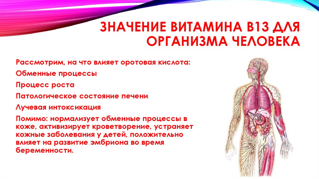 ЗНАЧЕНИЕ ВИТАМИНА В13 ДЛЯ ОРГАНИЗМА ЧЕЛОВЕКА
