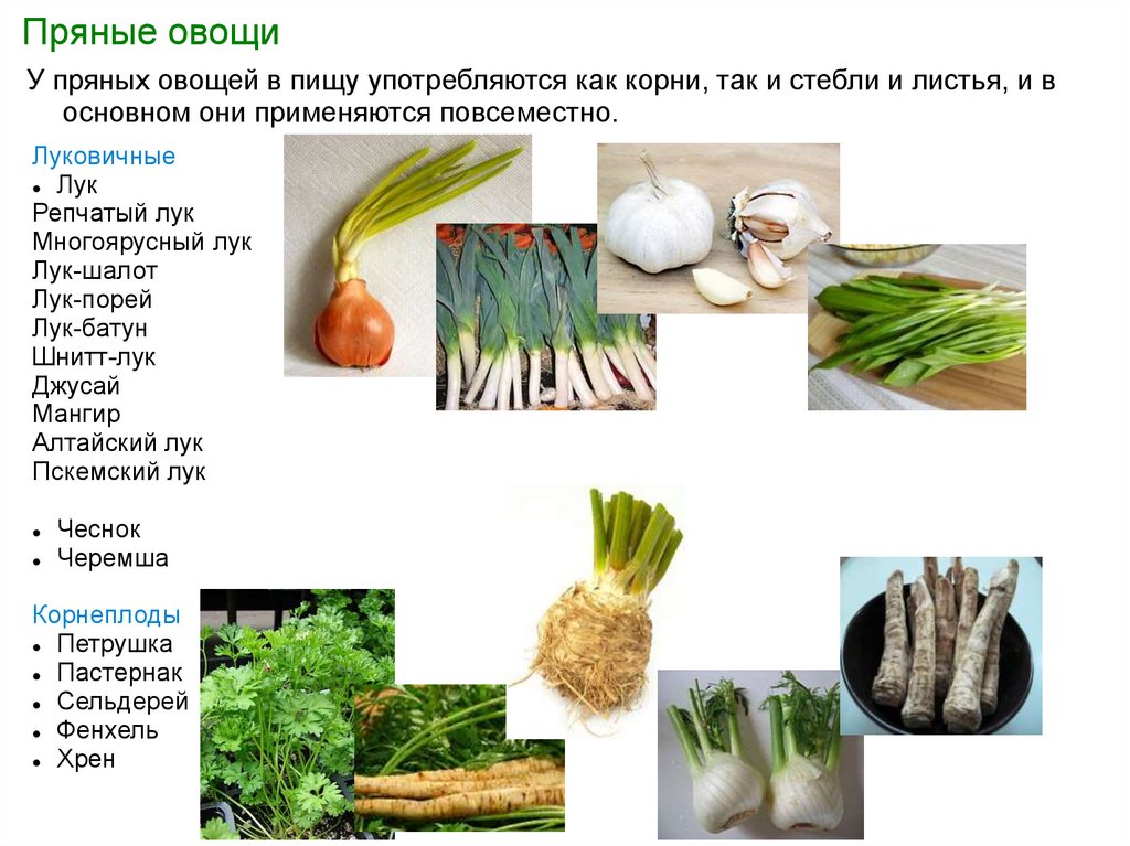 Пряная группа. Пряные овощи. Листовые пряные овощи. Сорта пряных овощей. Классификация пряных овощей.
