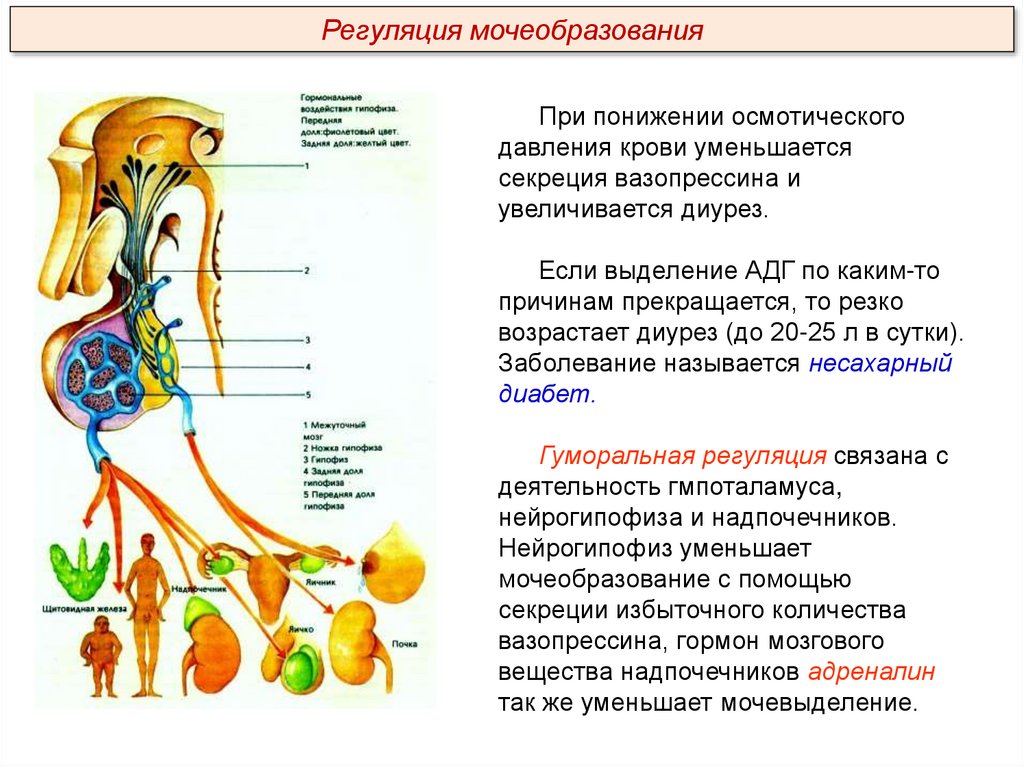 Презентация на тему выделительная система