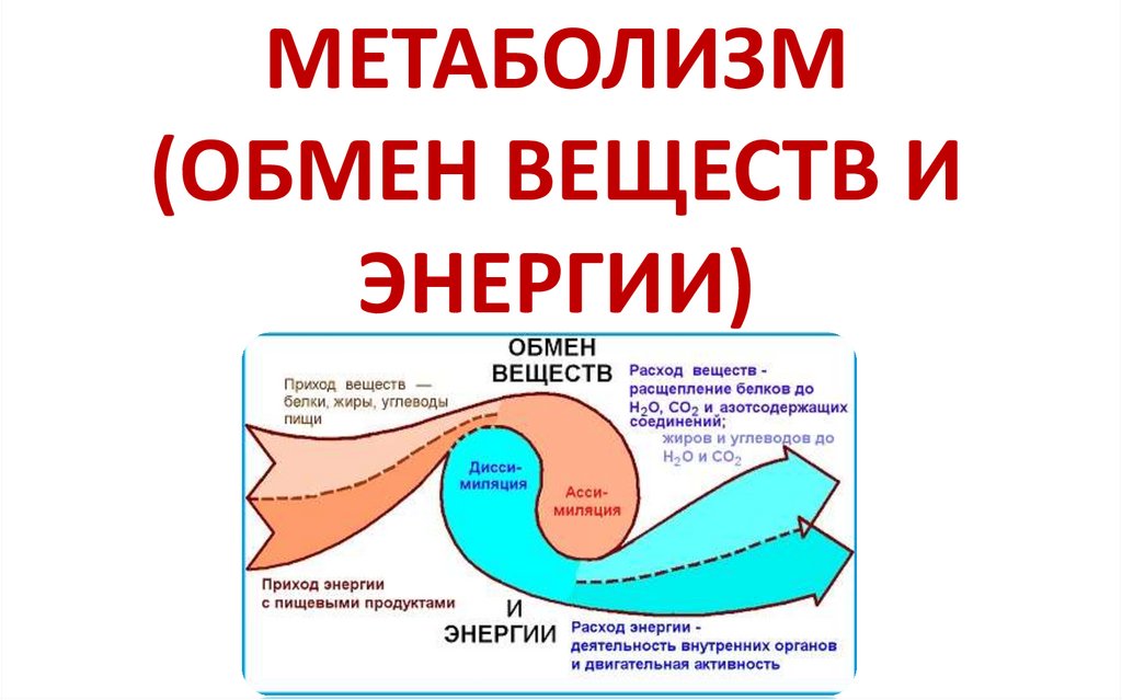 Ассимиляция и диссимиляция метаболизм 9 класс презентация