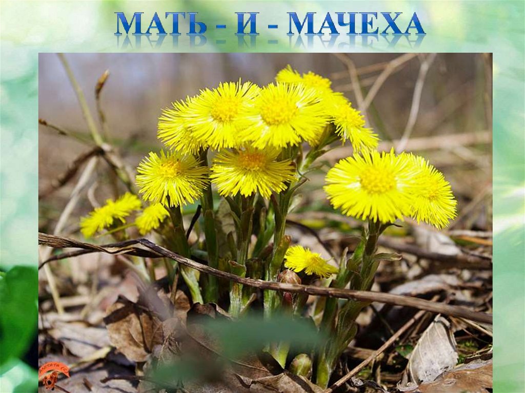 Мать - и - мачеха
