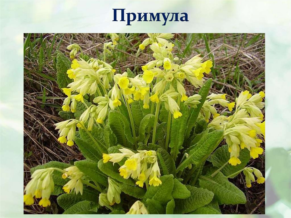 Первоцвет лечебный. Примула первоцвет весенний. Первоцвет весенний примула баранчики. Примула, первоцвет, баранчики. Первоцвет весенний (Primula veris).