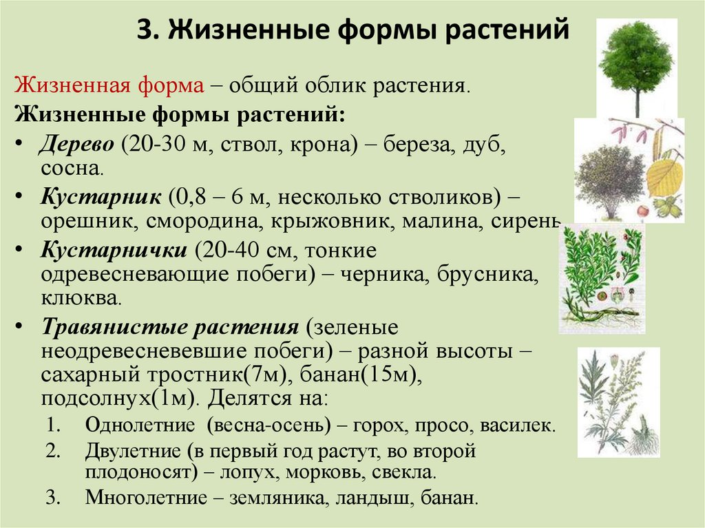 Рассмотрите таблицу жизненные формы растений и вставьте