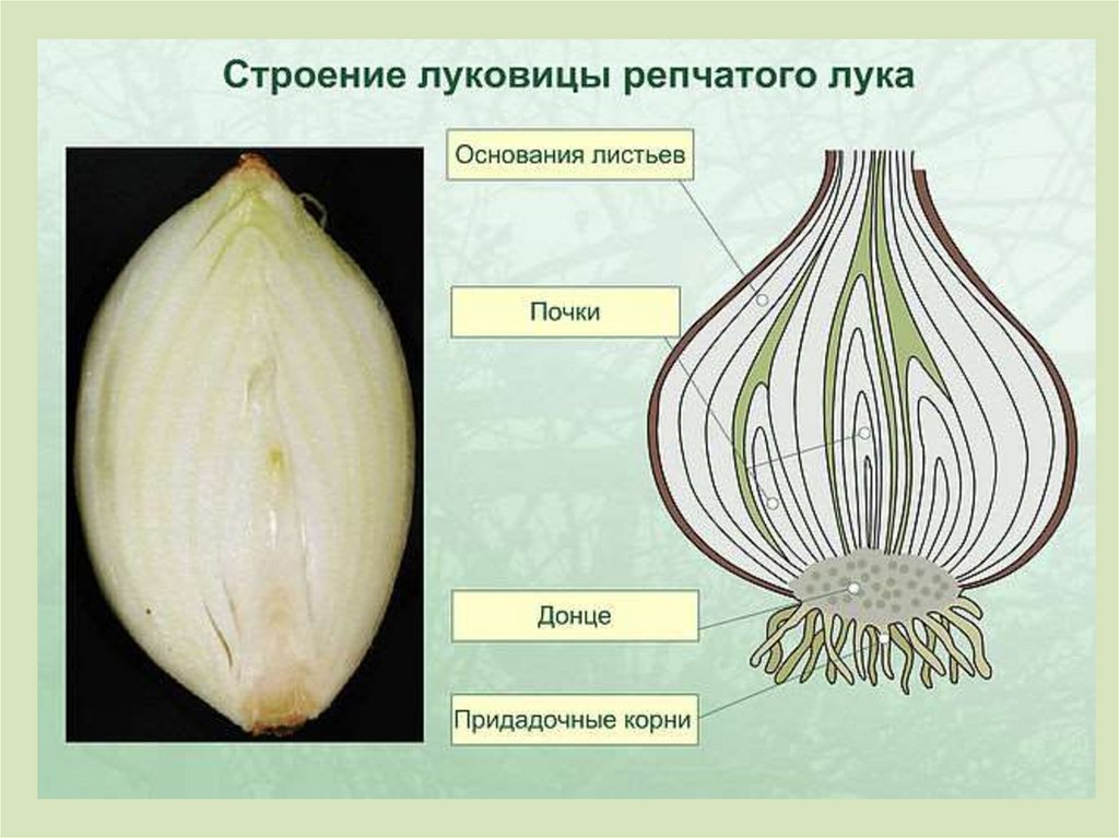 Придаточные корни луковицы