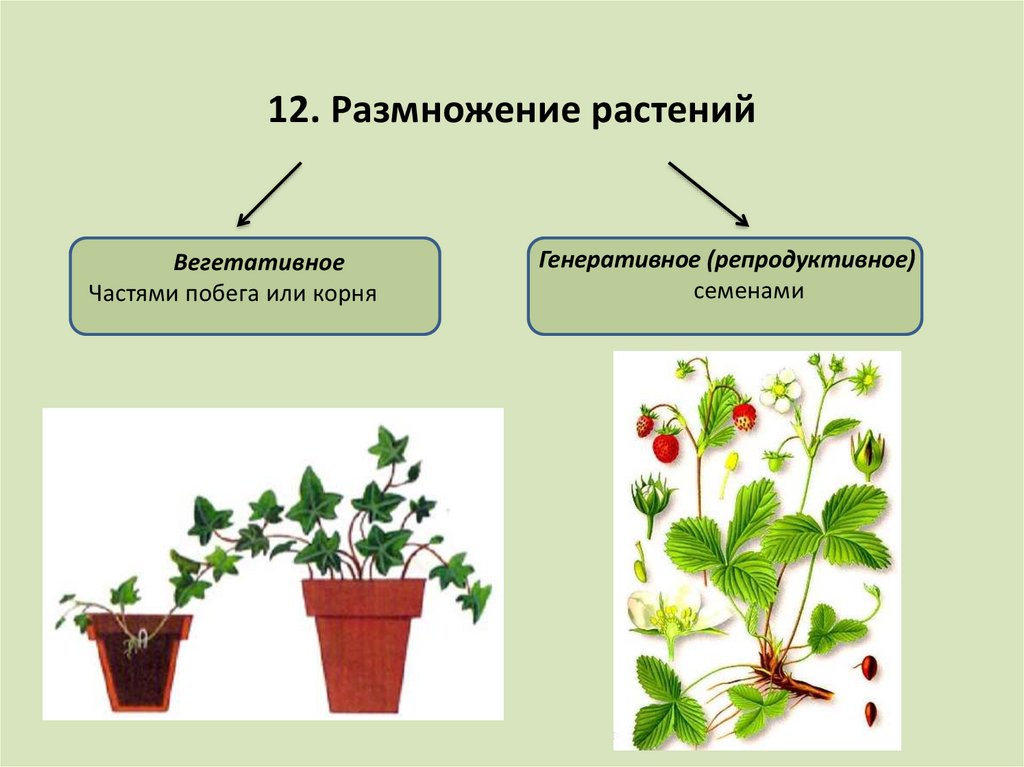 Формы полового размножения растений