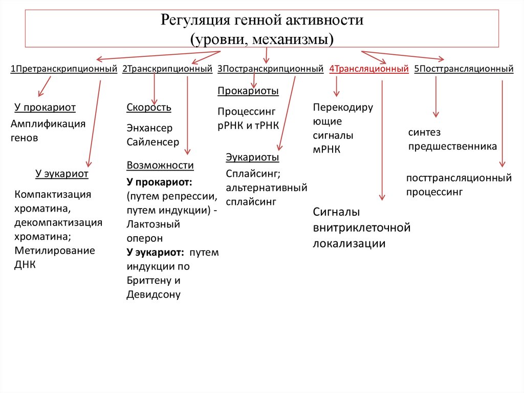 Активность генов. Регуляция генной активности. Уровни и механизмы регуляции генной активности. Генетическая регуляция. Генетическая регуляция развития.