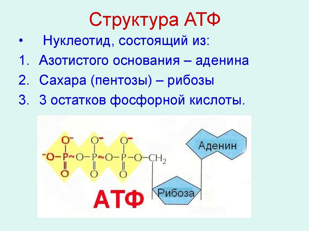 Функции атф. АТФ строение и функции. Функции молекулы АТФ. Структура и функции АТФ В клетке. Строение АТФ азотистое основание.