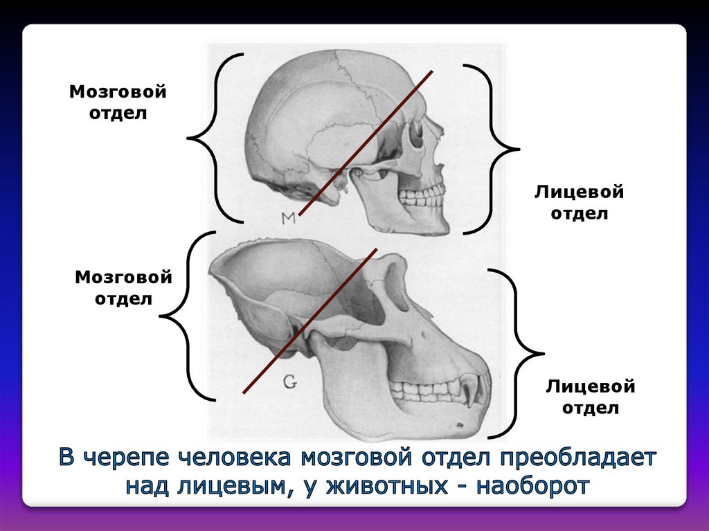 В черепе человека преобладает. Преобладание мозгового черепа над лицевым. Мозговой отдел черепа преобладает над лицевым. Преобладание мозгового отдела над лицевым. У человека лицевой отдел черепа преобладает над мозговым.