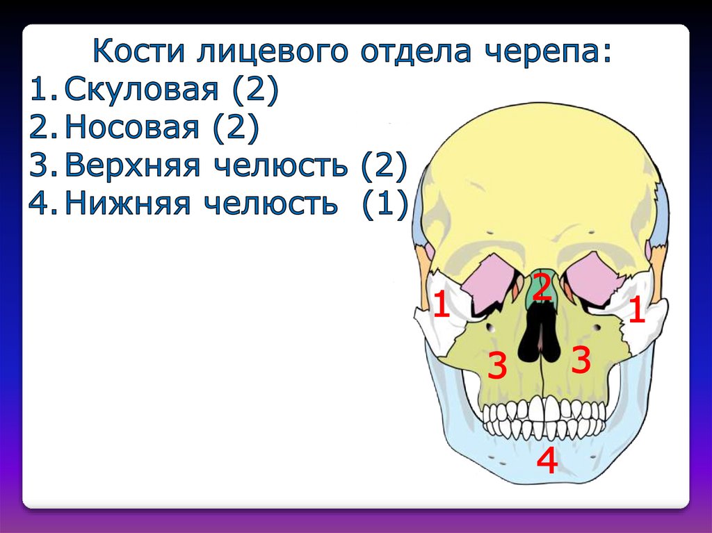 Полости лицевого черепа. Кости лицевого отдела черепа. Череп. Лицевой отдел черепа.. Кости лицевого черепа строение. Парные кости лицевого отдела черепа.