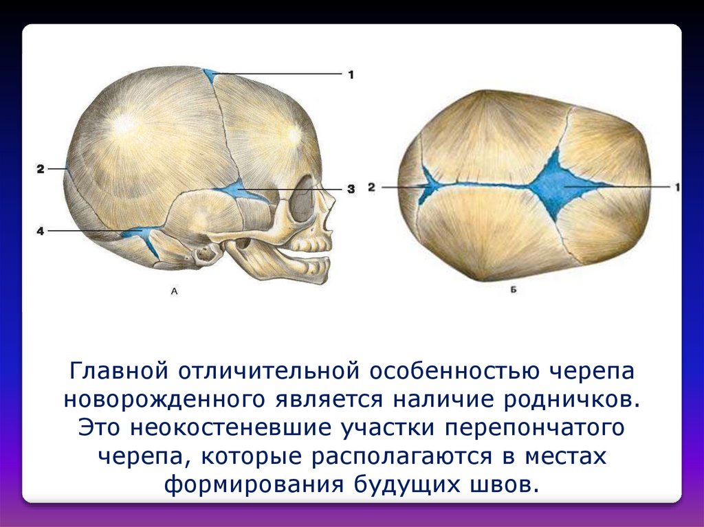Значение родничков в черепе. Скелет головы швы черепа роднички. Швы и роднички черепа новорожденного. Особенности характерны для черепа новорожденного. Роднички у детей анатомия.