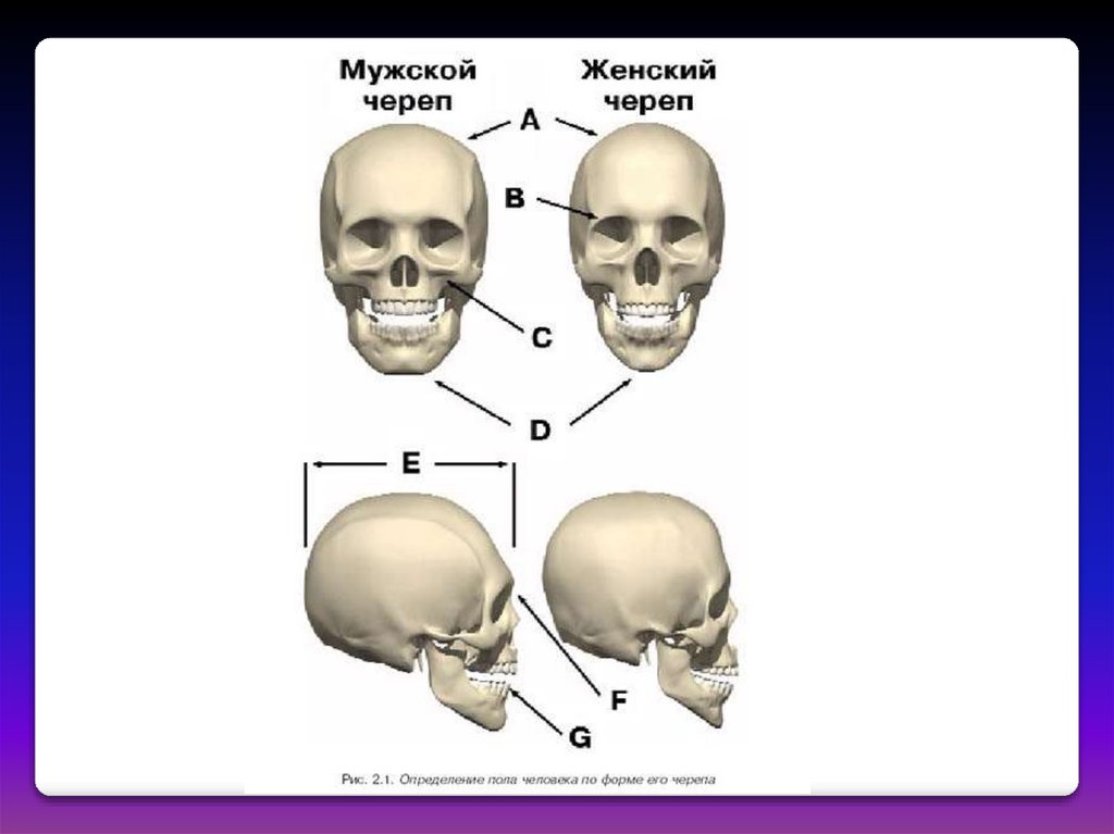 Подвижная кость черепа человека