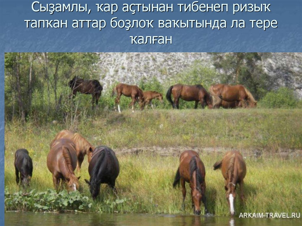 Сыҙамлы, ҡар аҫтынан тибенеп ризыҡ тапҡан аттар боҙлоҡ ваҡытында ла тере ҡалған