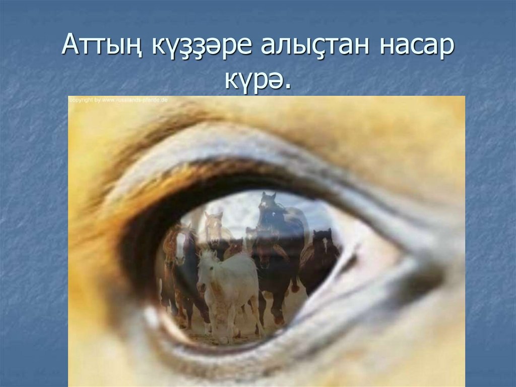 Аттың күҙҙәре алыҫтан насар күрә.