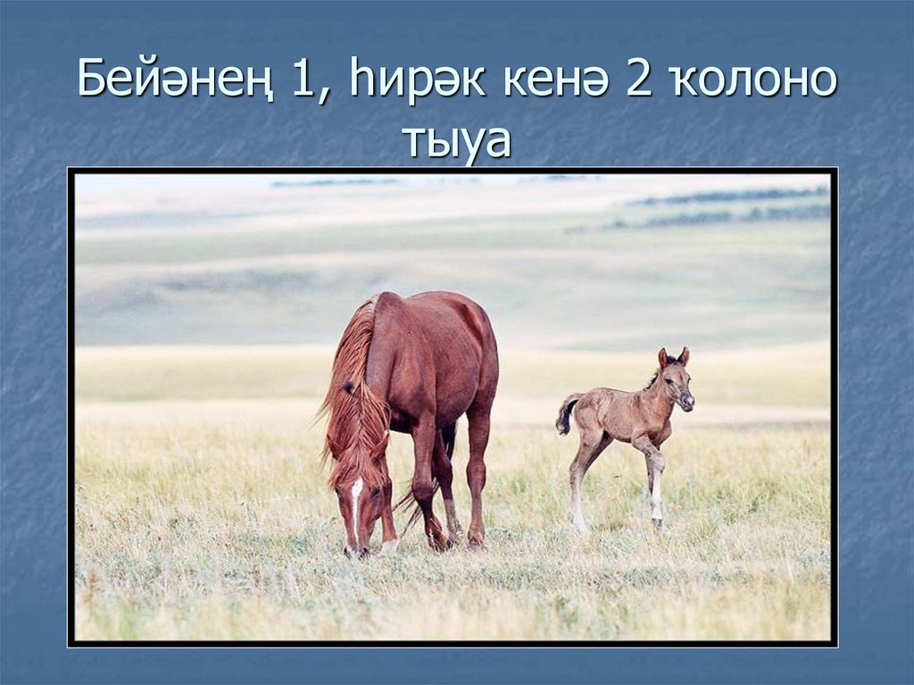 Бейәнең 1, һирәк кенә 2 ҡолоно тыуа