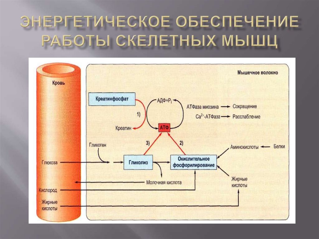 Энергетическое обеспечение