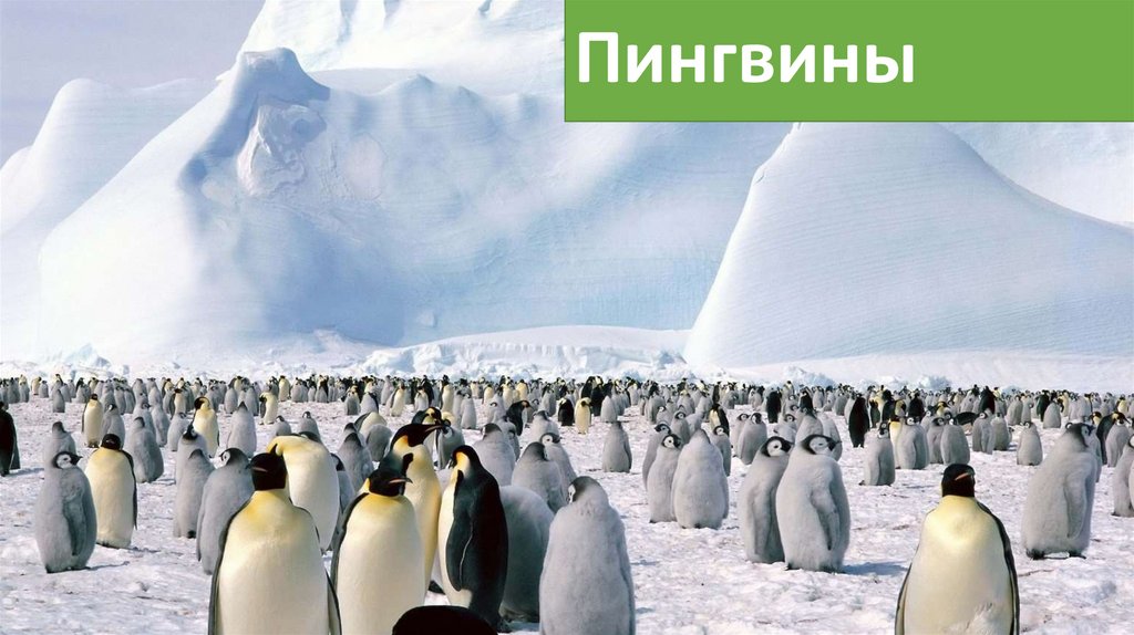 Пингвины