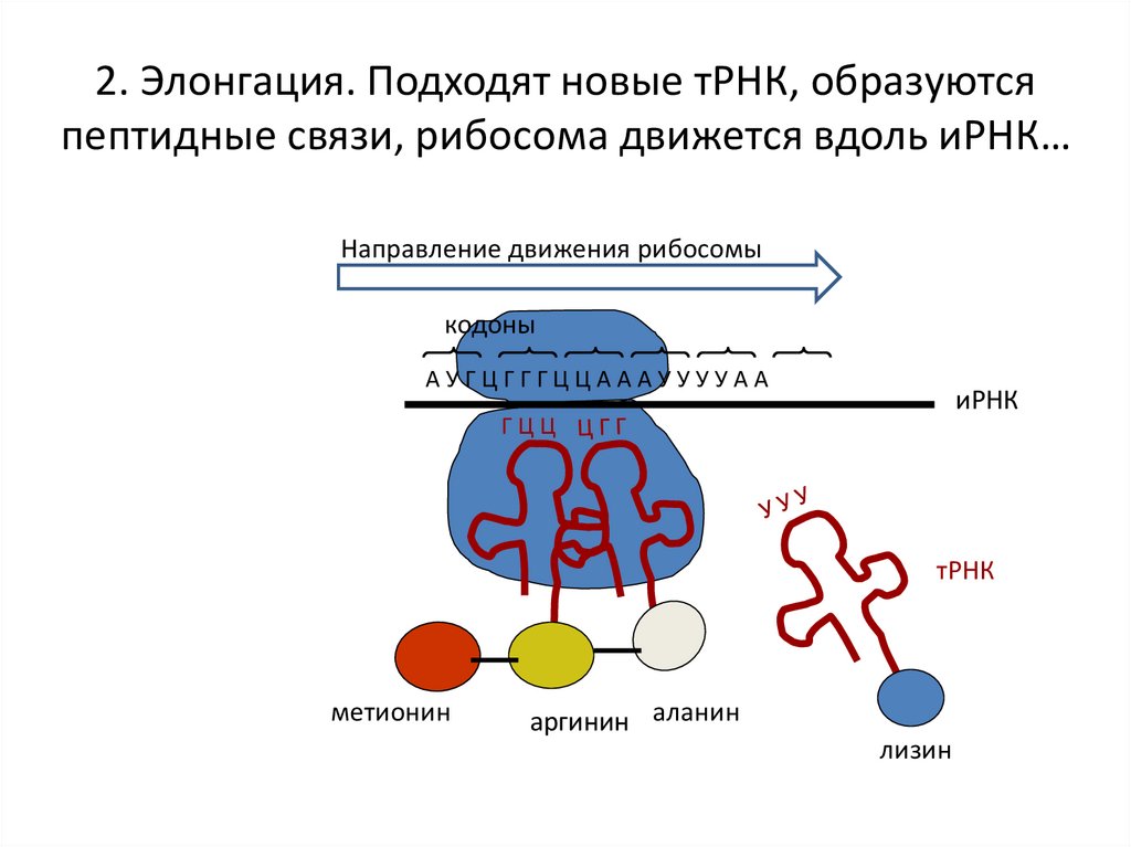 Рибосомы содержат рнк. Процессинг Биосинтез белка. Биосинтез белка фолдинг. Транскрипция МРНК. Элонгация рибосомы.
