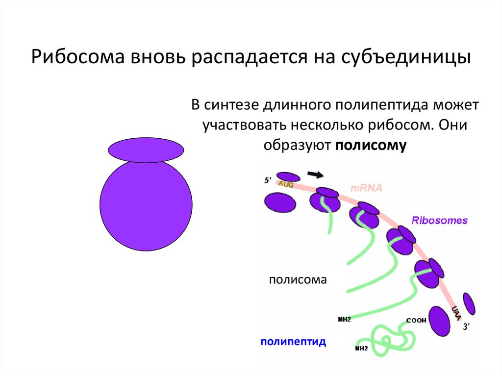 Биосинтез белка тест. Субъединицы рибосом. Рибосома распадается на 2 субъединицы. 50s субъединица рибосомы. Рибосома рисунок с субъединицами.