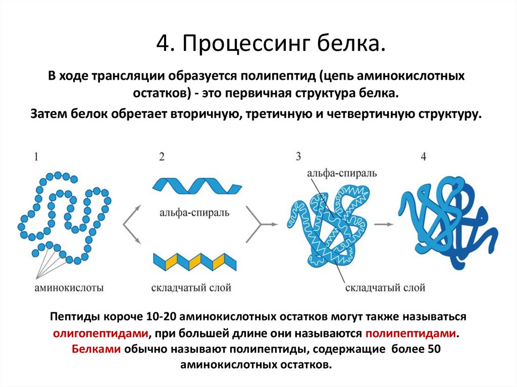 Образование белка транскрипция