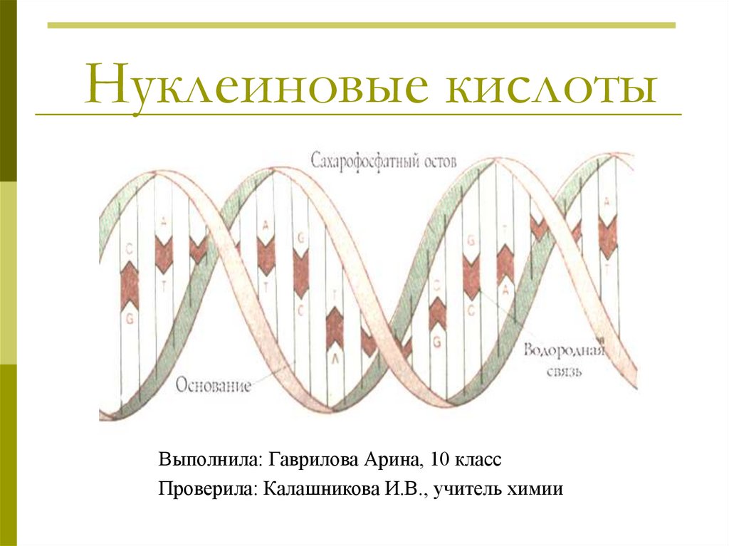 Нуклеиновые кислоты выполняют. Нуклеиновые кислоты 10 класс презентация. Нуклеиновые кислоты 10 класс.