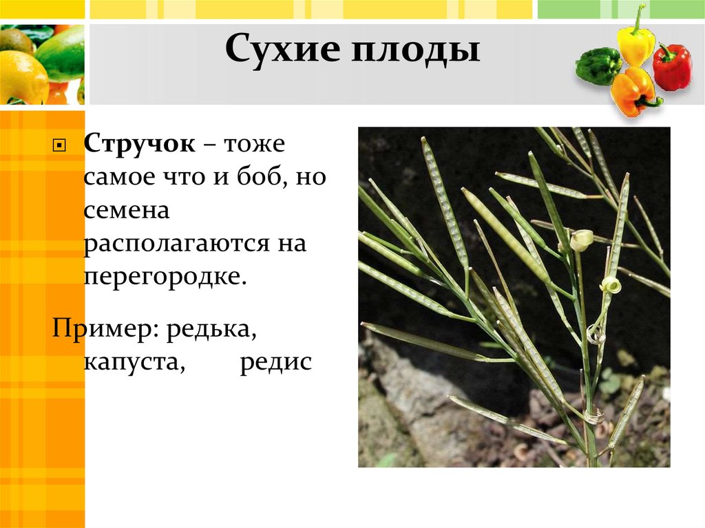 Сухие плоды