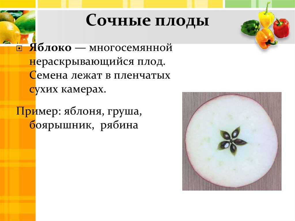 Сочные плоды