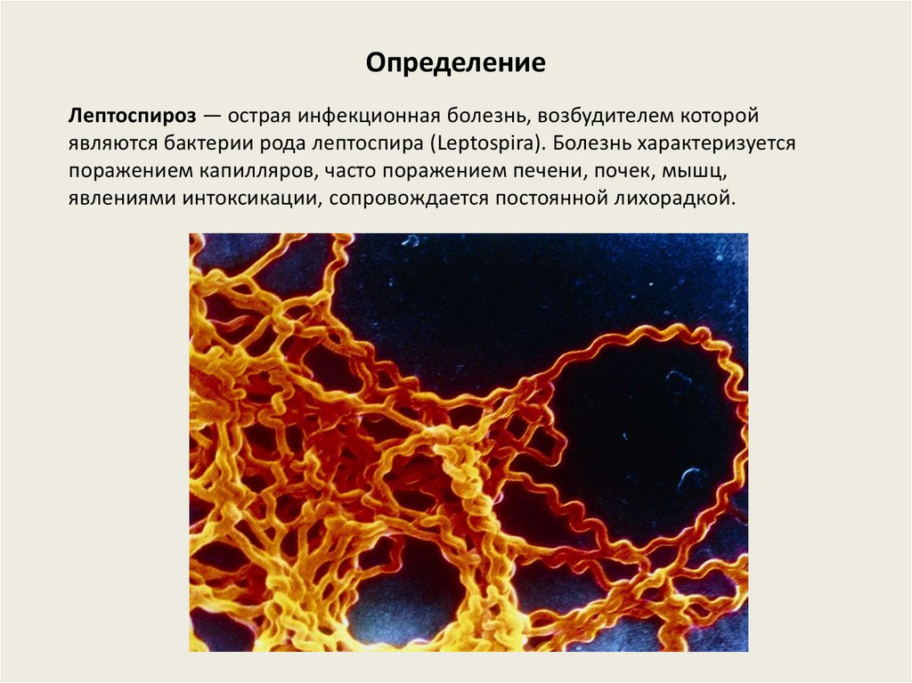 Лептоспироз презентация инфекционные болезни