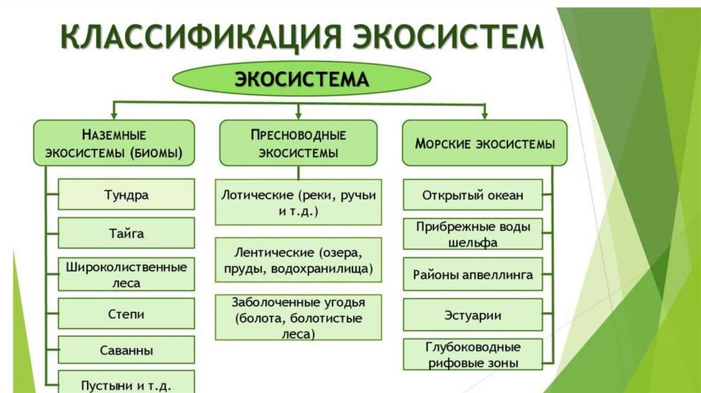 Многообразие экосистем схема