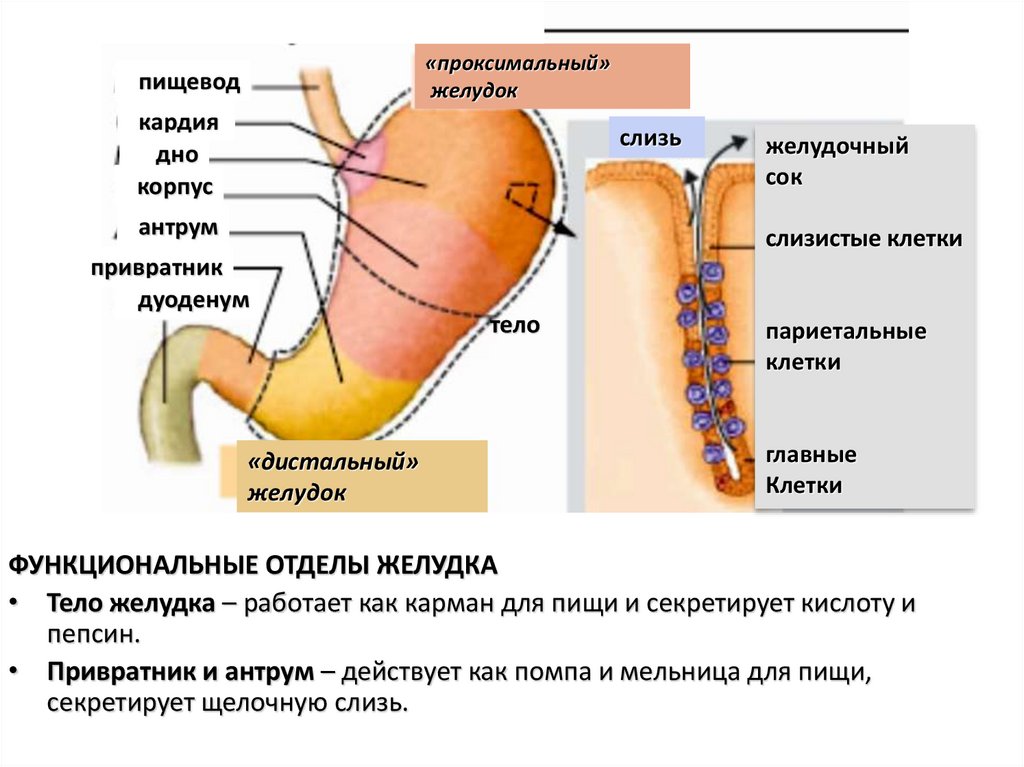Эндоскопические признаки кардии. Проксимальный отдел желудка. Несостоятельности кардиального отдела желудка.