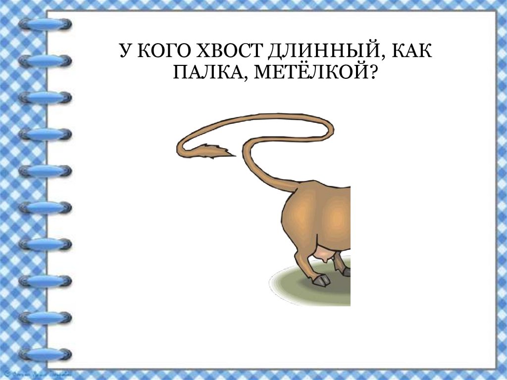 Кому под хвост. Длинный хвост. Теория длинного хвоста. У какого животного длинный хвост. У кого самый длинный хвост.