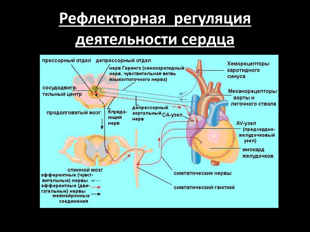 Собственные рефлексы. Рефлекторная регуляция деятельности сердца. Механизмы регуляции сердечной деятельности. Рефлекс регуляции деятельности сердца. Регуляция работы сердца схема.