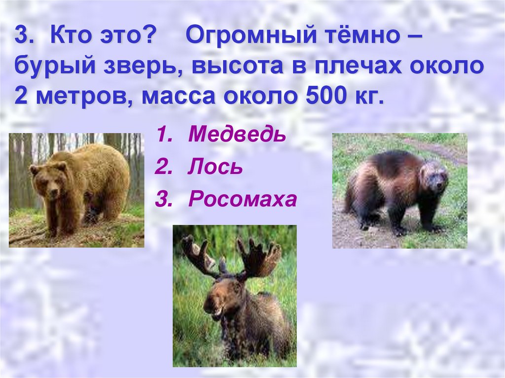 3. Кто это? Огромный тёмно – бурый зверь, высота в плечах около 2 метров, масса около 500 кг.