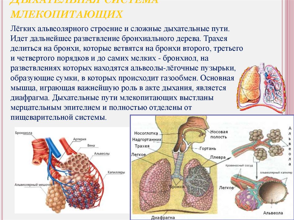 Альвеолярные легкие характерны для. Система органов дыхания млекопитающих 7 класс. Строение легких млекопитающих. Строение дыхательной системы. Альвеолы легких строение.