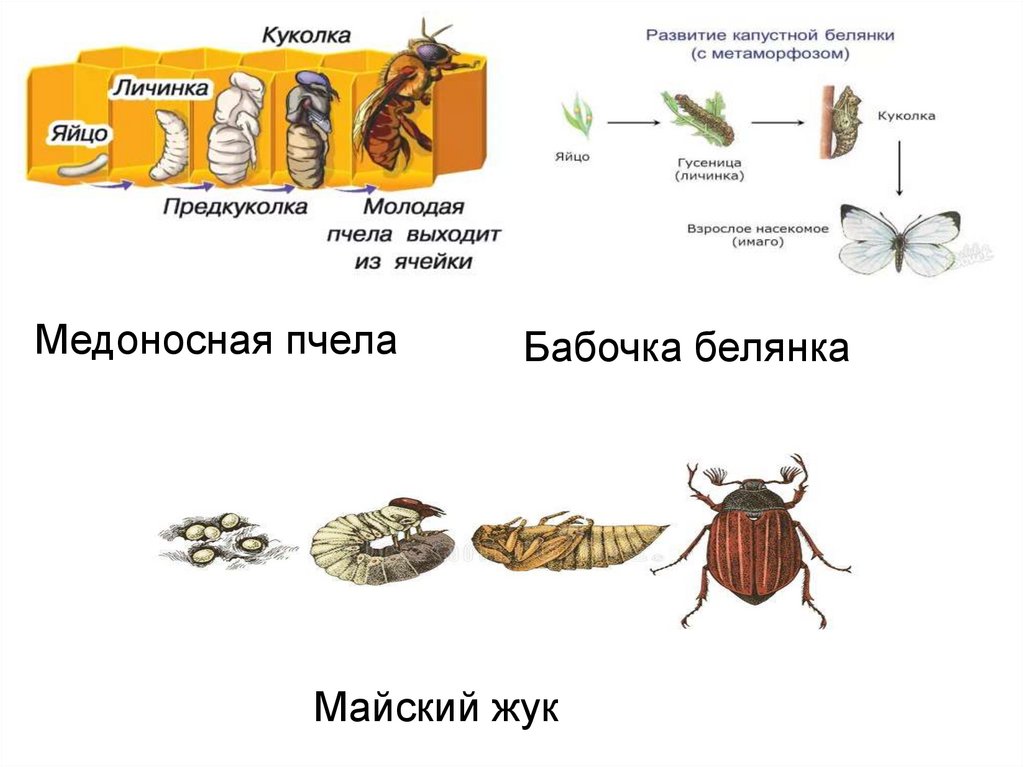 Тип развития насекомых капустная тля